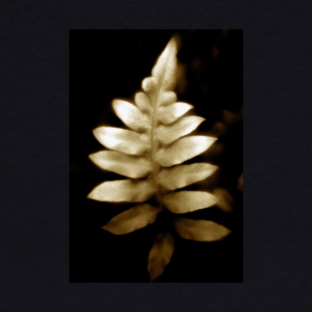 soft focus fern by lastgasp